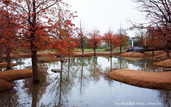 青埔落羽松