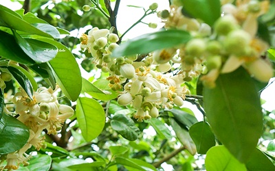 照片：「王拉拉」BLOG