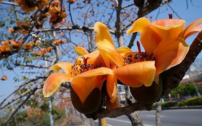 照片：「王拉拉」BLOG