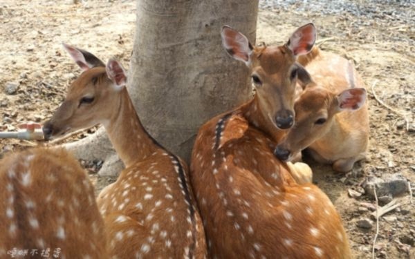 照片：「嘎眯」BLOG