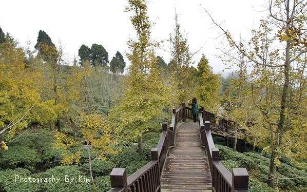 照片：「Kiwi」BLOG