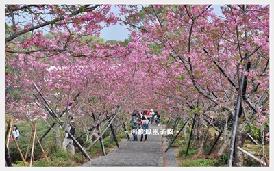 照片：「小美人」BLOG