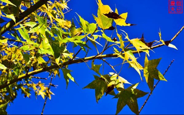 照片：「假日農夫」BLOG