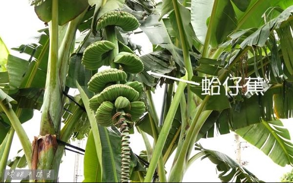照片：「嘎眯」BLOG