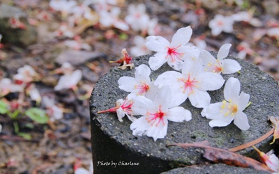 照片：「小柔Charlene」BLOG