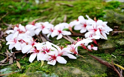照片：「鄧涵榛」BLOG