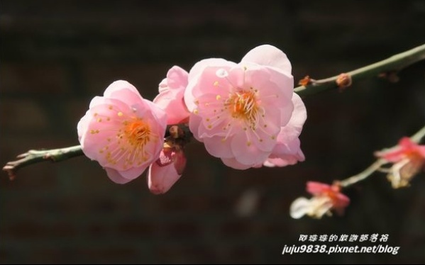 照片：「阿珠珠」BLOG