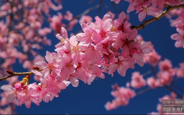 照片：「富嵃」BLOG
