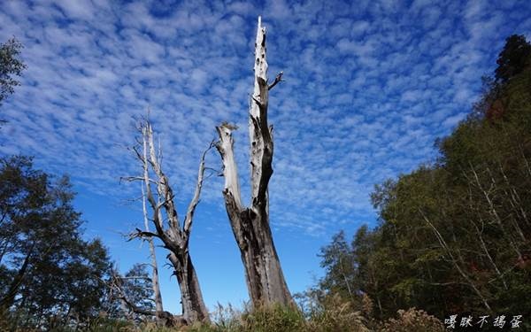 塔塔加遊憩區 南投景點推薦 瘋台灣南投民宿網