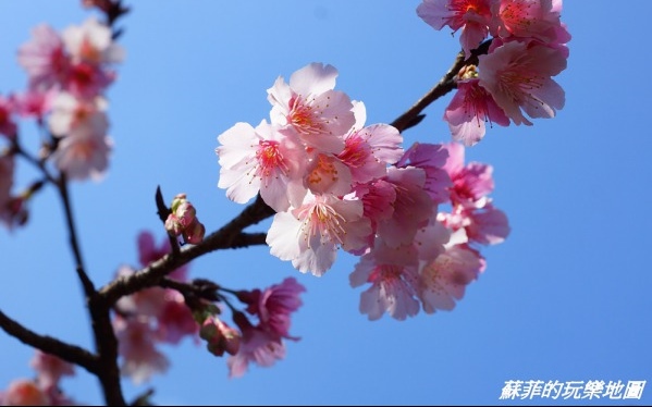 照片：「蘇菲」BLOG