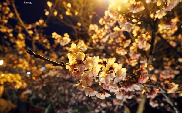照片：「小沁」BLOG