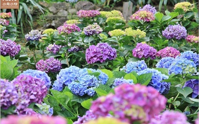 照片：「小兔」BLOG