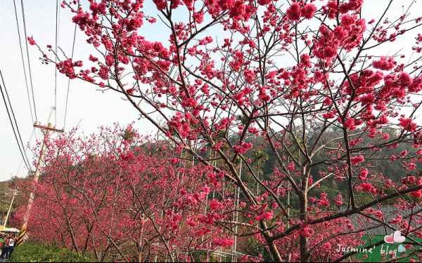 照片：「Jasmine綺綺」BLOG