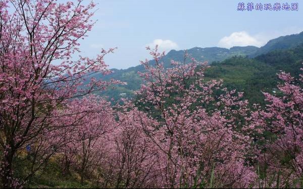 照片：「蘇菲」BLOG