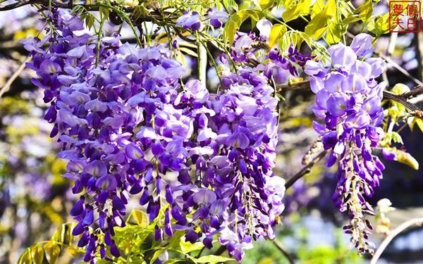 照片：「假日農夫」BLOG