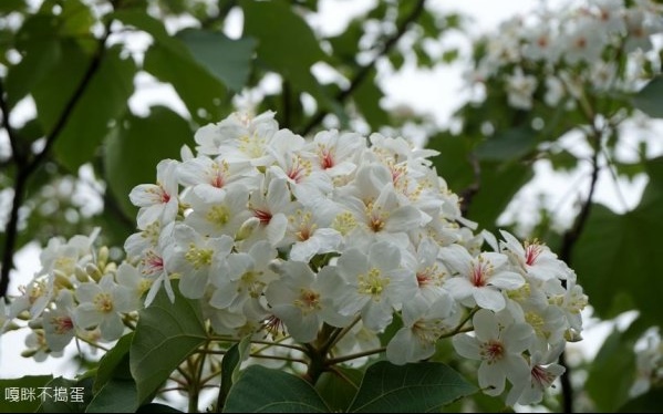 照片：「嘎眯」BLOG