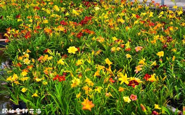 照片：「假日農夫」BLOG