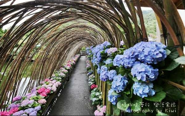 照片：「Kiwi」BLOG