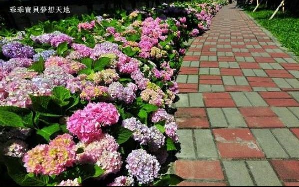 照片：「妃媽」BLOG