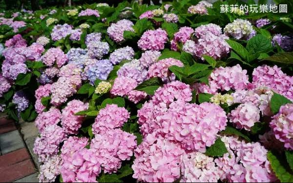 照片：「蘇菲」BLOG