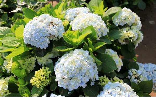 照片：「小兔」BLOG