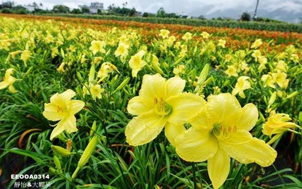 照片：「小靜怡」BLOG