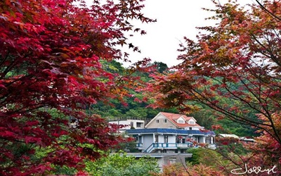 照片：「黑哥桃」BLOG