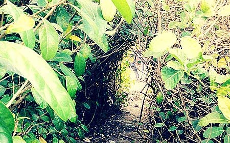 照片：「披著虎皮的貓」BLOG