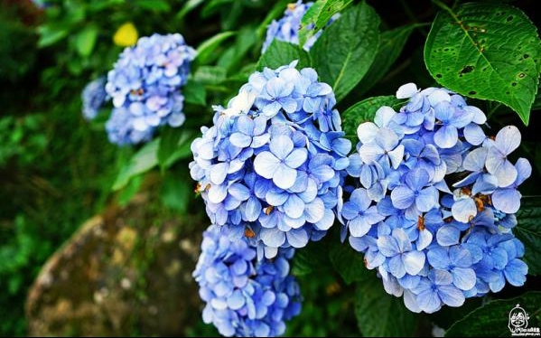 照片：「MIKA」BLOG