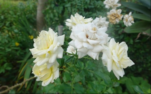 照片：「VIVIYU」BLOG