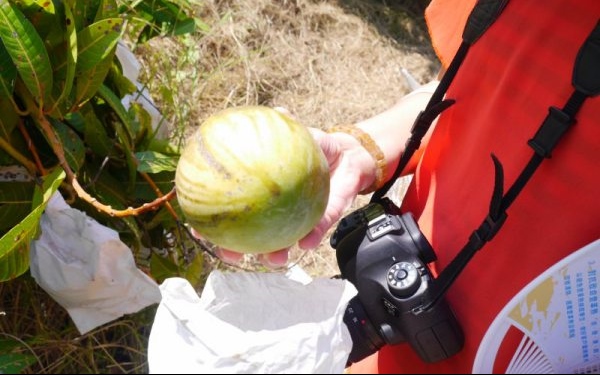 照片：「Kiwi」BLOG