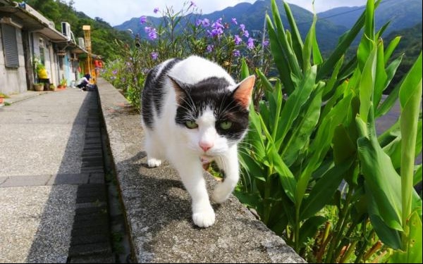 照片：「許小布」BLOG