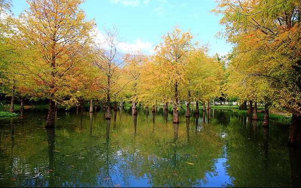 照片：「向上的微笑 萍子」BLOG