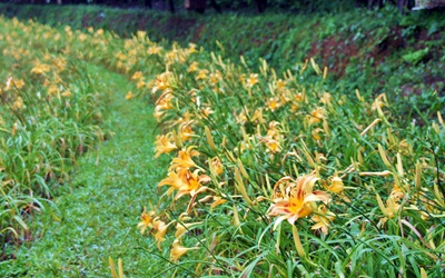 照片：「蘇菲」BLOG