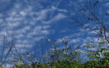 照片：「Anise」BLOG