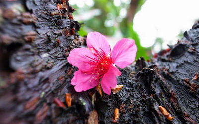 照片：「julia」BLOG