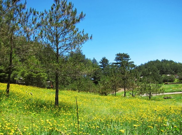 照片：「cocoapie」BLOG