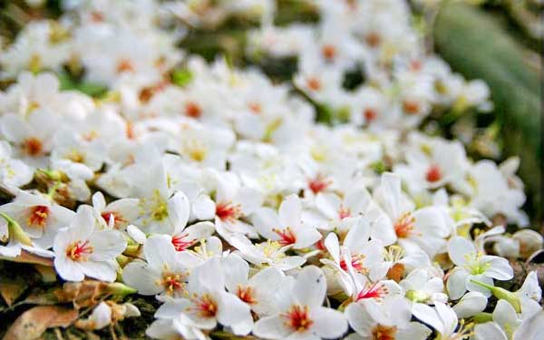 照片：「Anise」BLOG