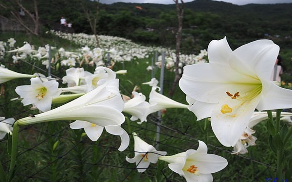 照片：「壞波妞」BLOG