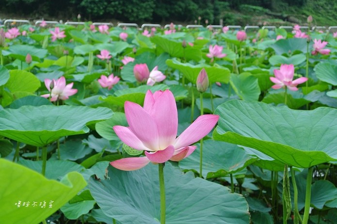 照片：「嘎眯」BLOG
