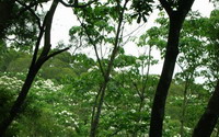 照片：「Amber」BLOG