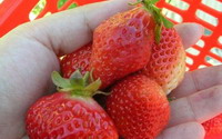 照片：「Amber」BLOG