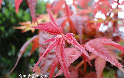 照片：「雲裳」BLOG