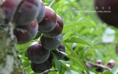 照片：「Anise」BLOG