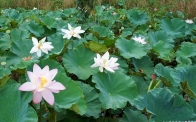 照片：「小茉」BLOG