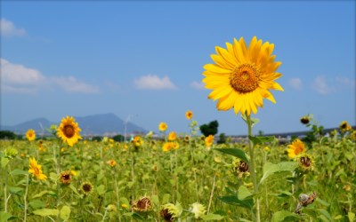 照片：「蘇菲」BLOG