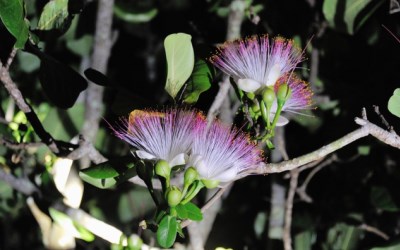 照片：「sya」BLOG