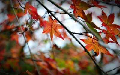 照片：「鄧涵榛」BLOG
