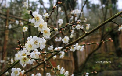 照片：「mimi韓」BLOG