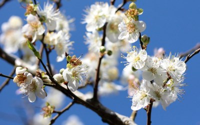 照片：「bluehawaii」BLOG